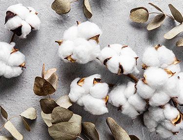 Production of Organic Cotton