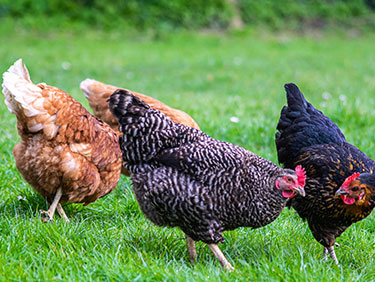 Organic Poultry Production